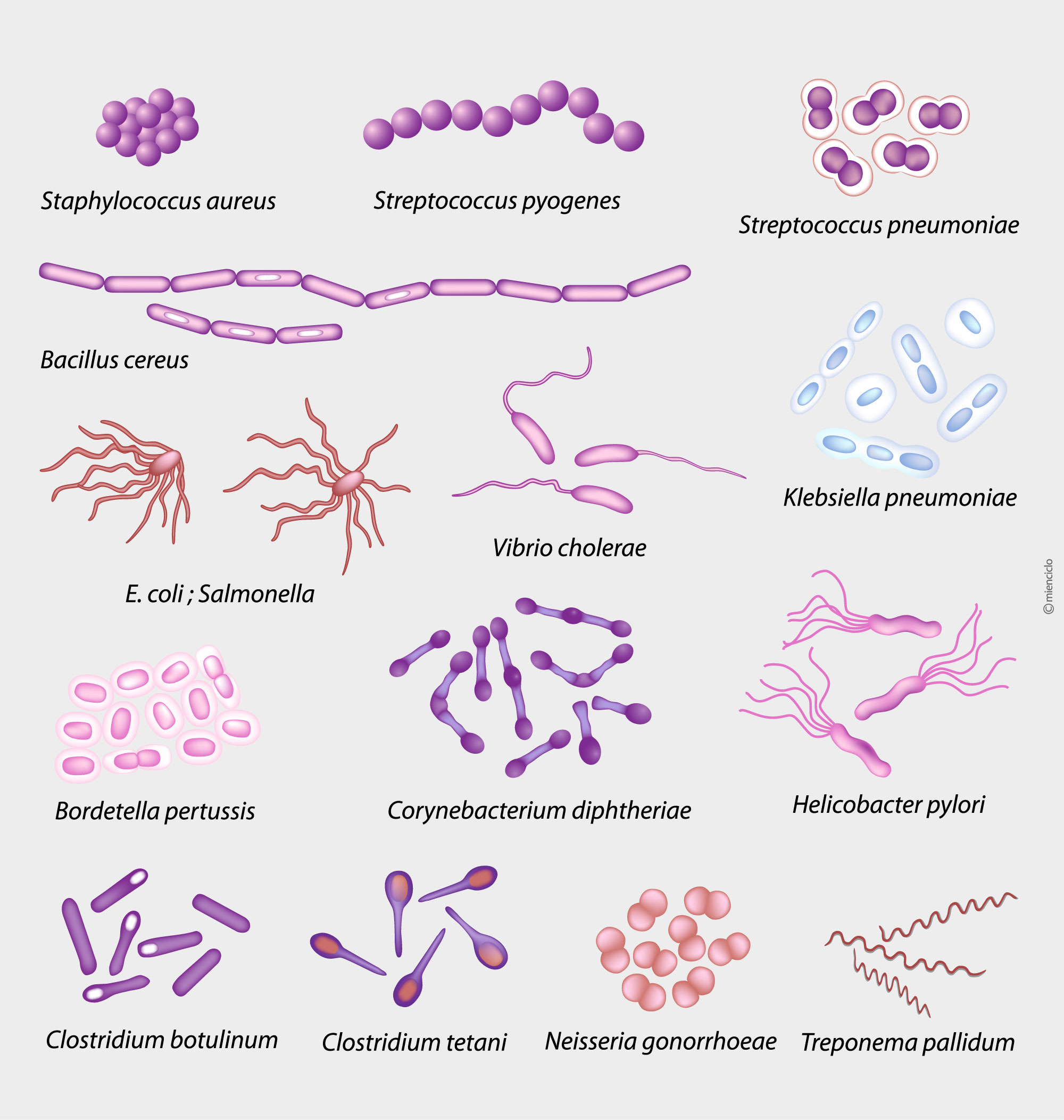Bacterias-comunes.jpg